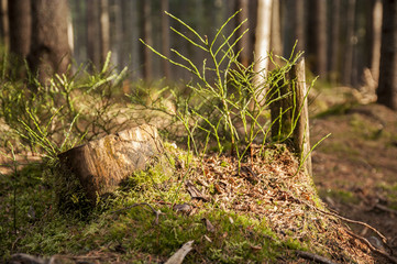 Tree-trunk in the middle of the forest