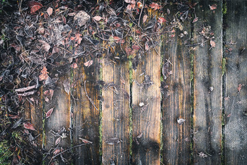 Frosty Leaves Spread over Weathered Wood Background