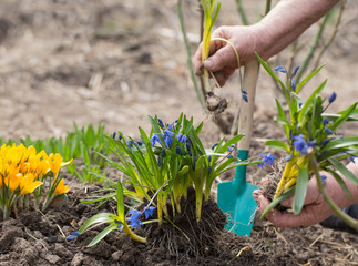 Gardener hands planting flowers at garden