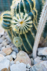 green spiky cactus flower with thorns