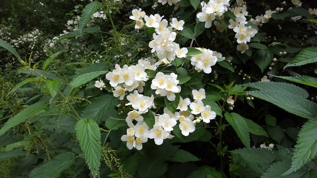 Bl&uuml;ten