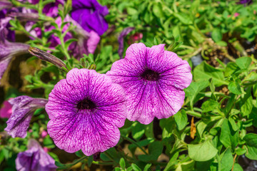 Closeup of beautiful purple Petunia. It is flowering plant and and the flower is funnel-shaped.