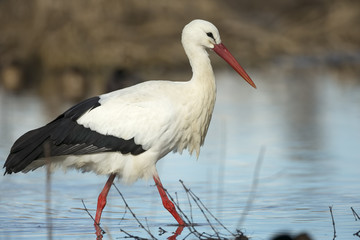 Fototapeta premium white stork walking