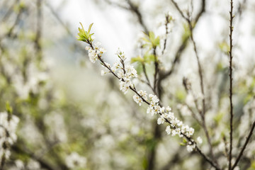 Plum flowers at Moc chau town