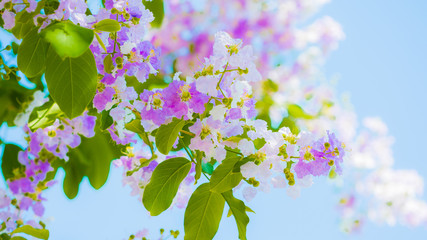 Lagerstroemia known as crape myrtle