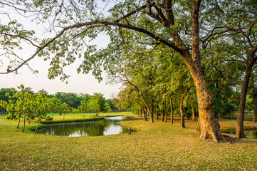 Trees, pond and green grass in public park for relaxation and leisure. This area is in Bangkok city.