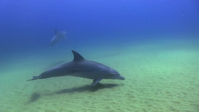 Bottlenose Dolphin swims by and plays with diver in the indian ocean