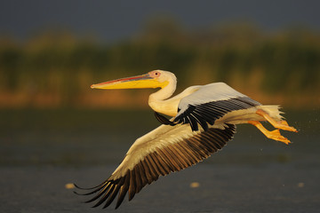 Eastern white pelican (Pelecanus onocrotalus) flying above water, Danube delta rewilding area, Romania May sequence 4/10
