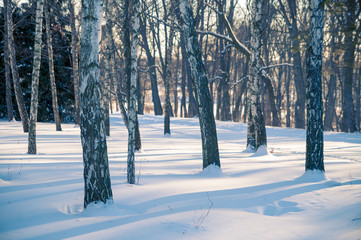 Snowy Trees in the Winter Forest