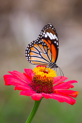 Fototapeta na wymiar Butterflies, flowers, nature