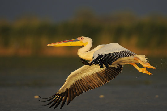 Eastern white pelican (Pelecanus onocrotalus) flying above water, Danube delta rewilding area, Romania May sequence 4/10
