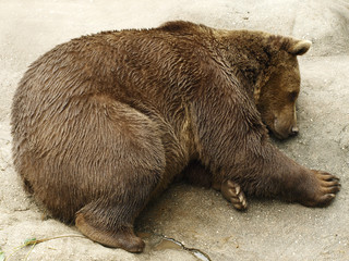 sleeping bear © Jana