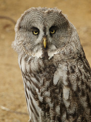 owl