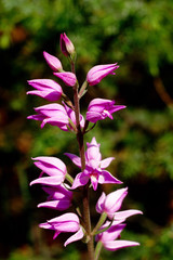 orchidea spontanea cephalantera rubra