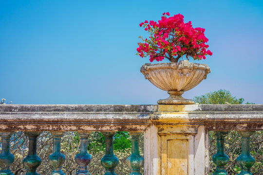 Red Bougainvillea plant in vintage flowerpot. They are on old balustrade.