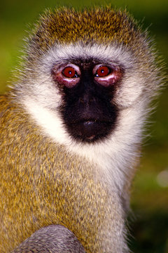 cercopiteco grigioverde gercopithecus aethiops 