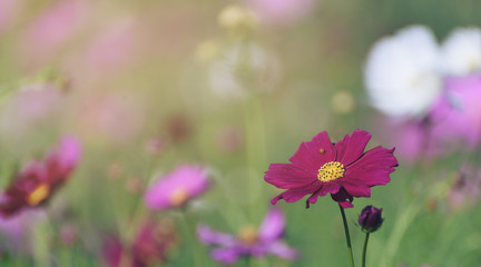 Pink ,red and white cosmos flowers garden