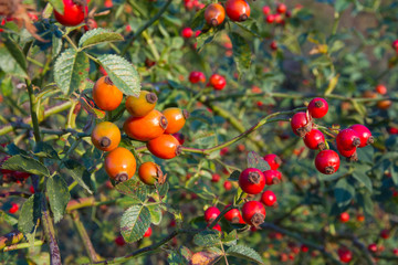  Escaramujos o fruto de rosa silvestre
