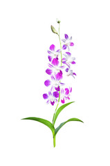 Fototapeta na wymiar Orchid flowers isolated