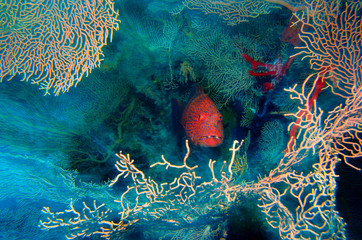 cernia dei coralli celphalopholis miniata barriera corallina isola di tiran mar rosso penisola del sinai egitto © francescodemarco