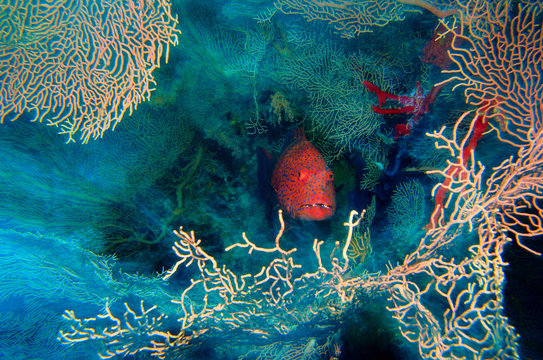 cernia dei coralli celphalopholis miniata barriera corallina isola di tiran mar rosso penisola del sinai egitto