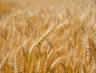 Yellow ripe ears of wheat in field late summer