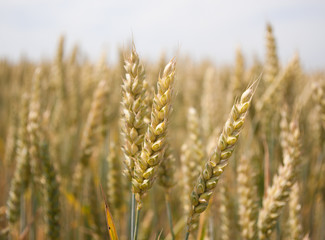 Yellow ripe ears of wheat in field late summer