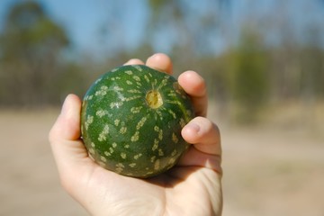 Small watermelon fruit