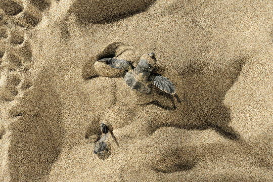 Loggerhead sea turtle (Caretta caretta) hatchlings emerging from nest buried in the sand, Turkey, July.