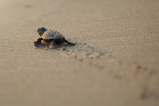 Loggerhead sea turtle (Caretta caretta) hatchling walking towards the sea on beach, Turkey. July.