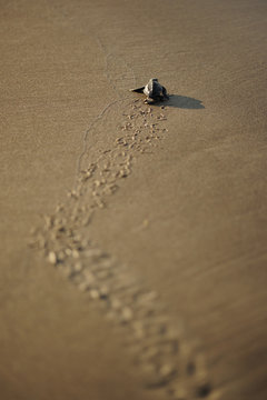 Loggerhead sea turtle (Caretta caretta) hatchling walking towards the sea on beach, Turkey. August.