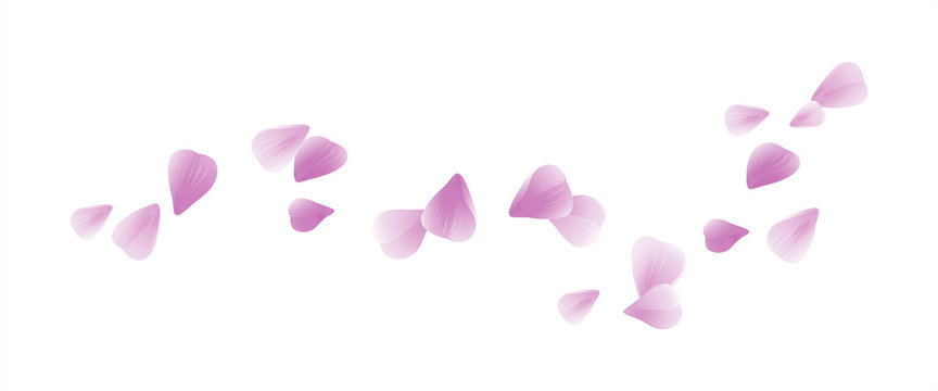 Pink Purple flying petals isolated on white. Sakura petals. Vector 