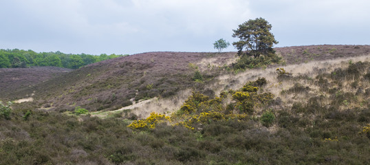 Purple yellow panorama