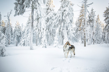 Wolfdog in winter nature