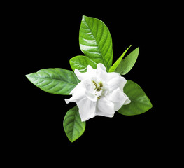 White flower and green leaf isolated