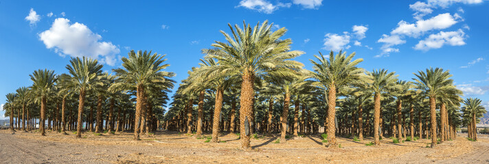 Panorama of plantation of date palms. Date palms have an important place in advanced desert agriculture in the Middle East
