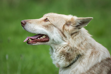 Wolfdog on green graas