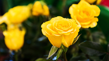 Beautiful Yellow rose flower