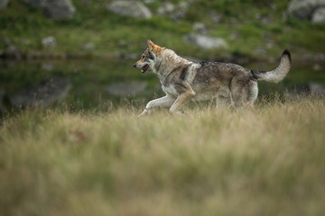 Wolfdog in nature