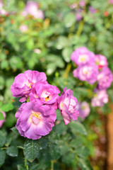 Close-up shots of beautiful roses in the garden