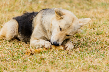 Dog gnawing on a bone in the Grass
