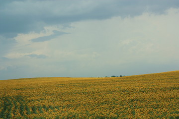 Fototapeta na wymiar A field of sunflowers and blue sky
