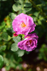 Close-up shots of beautiful roses in the garden