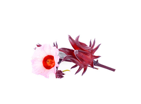 Hibiscus sabdariffa or roselle flower on white background