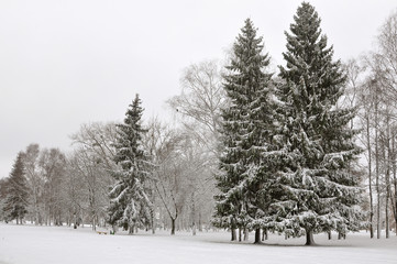 Christmas trees and deciduous trees in a park under snow after a snowfall in winter.