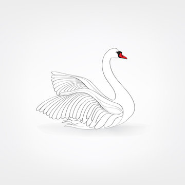 White bird isolated over white background. Swimming swan doodle line art