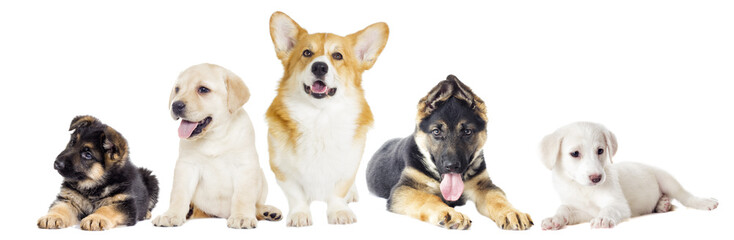 set dogs on a white background