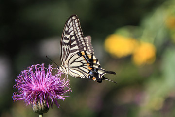 Honey sucking butterfly