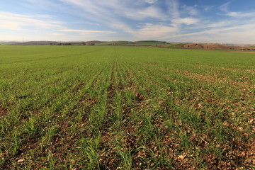 Fototapeta na wymiar Buds sprouting on a cultivated land