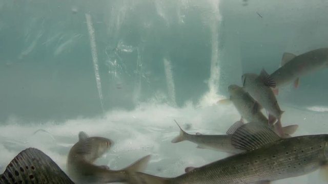 Fish swim under the ice of Lake Baikal, Russia. Clean cold blue snow. Deep extreme diving. Very beautiful. Scenic spot wildlife. Unique natural aquarium.